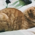 [橘猫]每天瞌睡嗑到窒息
