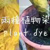 手工实验 | 两种植物染料叠加来做植物染，可以当教程看，但最终颜色翻车