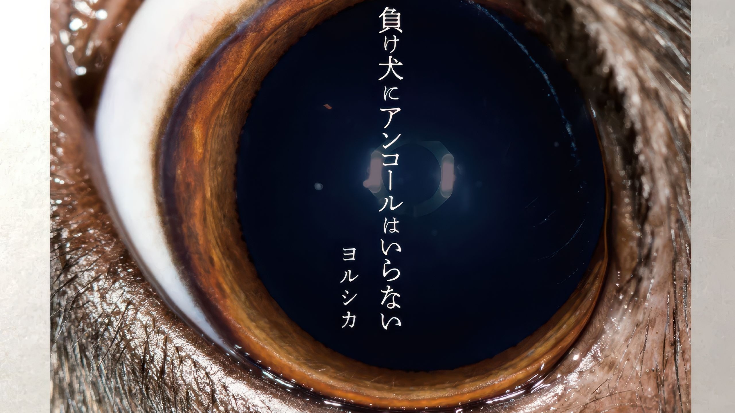 【Hi-Res无损音质】落下-ヨルシカ（Yorushika） 无损音质纯享