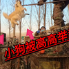 农村狗肉车泛滥成灾，数十条狗被狗贩高空抛下，一条条丢进狗肉笼