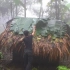 【原始丛林人】热带雨林下雨频繁，想要躲过雨季，必须加固庇护所！