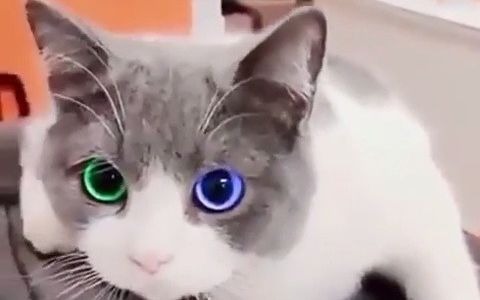 这只异瞳猫咪你敢说不惊艳！