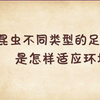 【科普】昆虫不同类型的足是怎样适应环境的