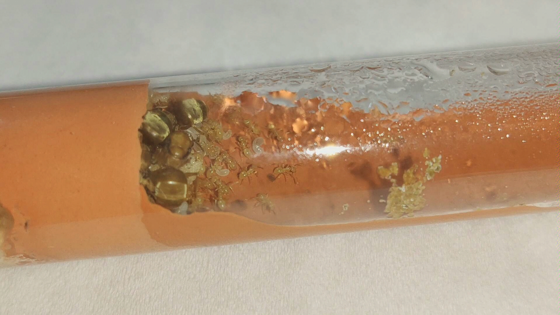 相似拟毛蚁新后顺利毕业