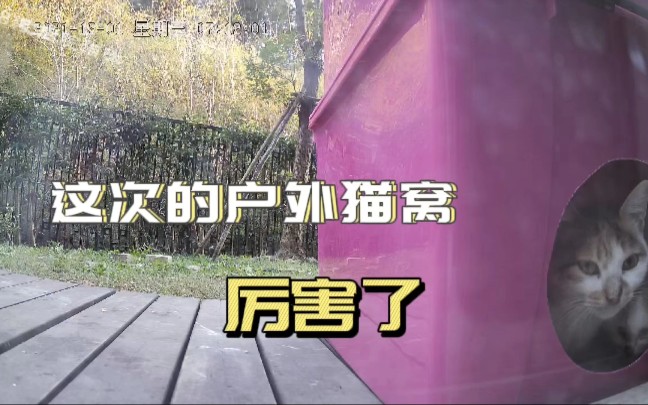 这次的户外猫窝厉害了，真正做到了防风防雨