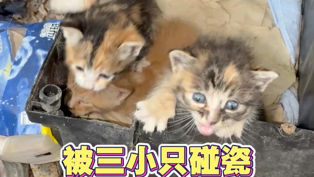 猫妈妈消失了，小猫饿的哇哇叫。