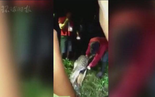 【慎入】印尼25岁男子被巨蟒吞食 村民剖开蛇肚发现遗体