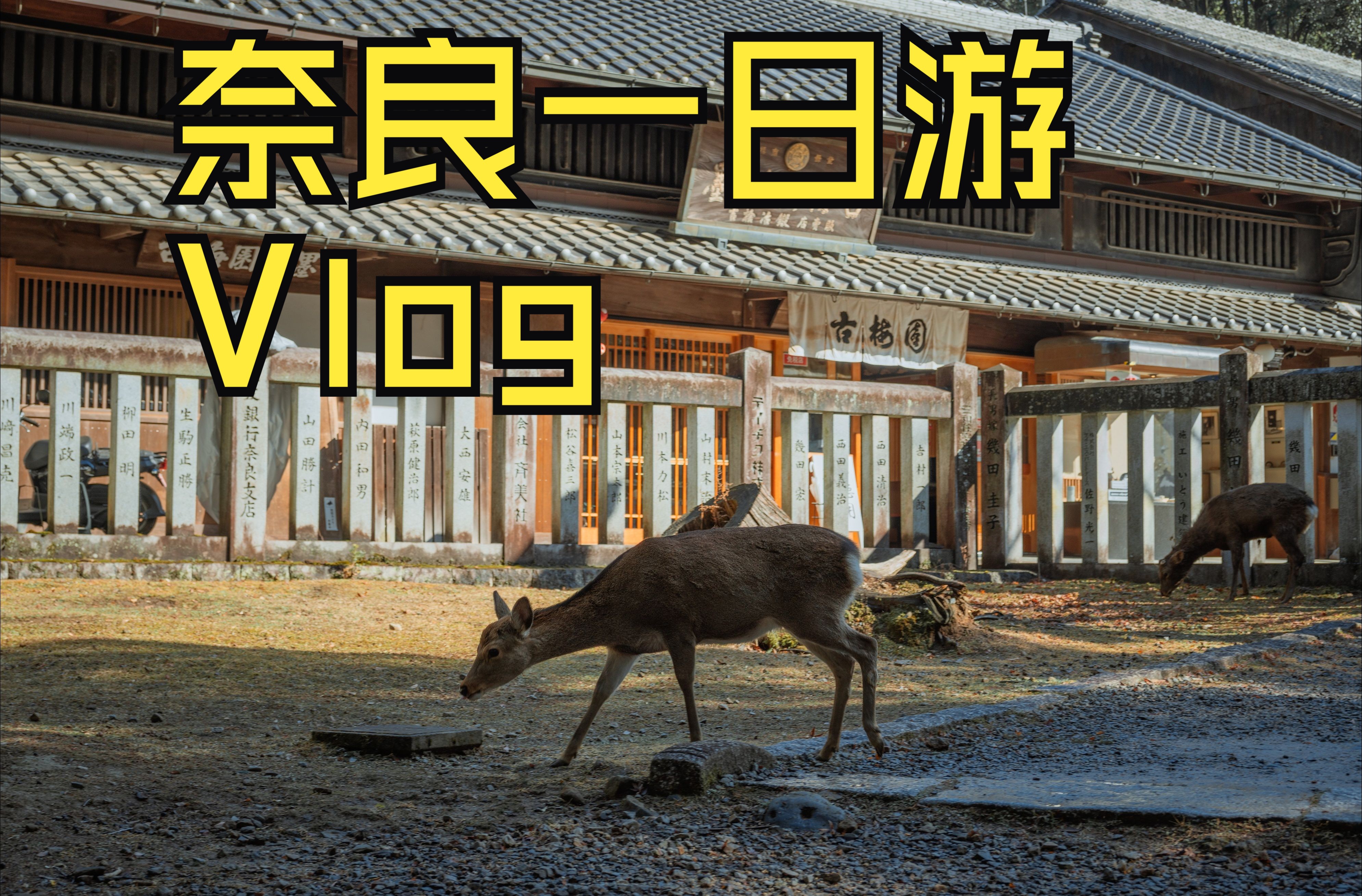 【Vlog】奈良一日游 兴福寺|东大寺|春日大社|奈良公园|奈良鹿