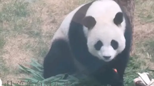 【大熊猫妙音】妙小音吃饭不要八卦