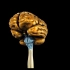 （中文字幕）【3D神经解剖学】脑干的组成