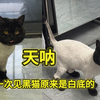 猫剃毛后竟然会“变异” 女子给黑猫剃毛 意外获得一只白猫#小羊拍客 （记者：王中杰  编辑：天骄 实习生：钟皓龄 审签：杰昌）#宠物剃毛#动物奇观#养猫日常