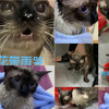 10个月没洗澡的高小弟，身上没洗出什么脏东西，倒是洗出了一堆表情包