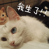 【白板】母猫生产全过程