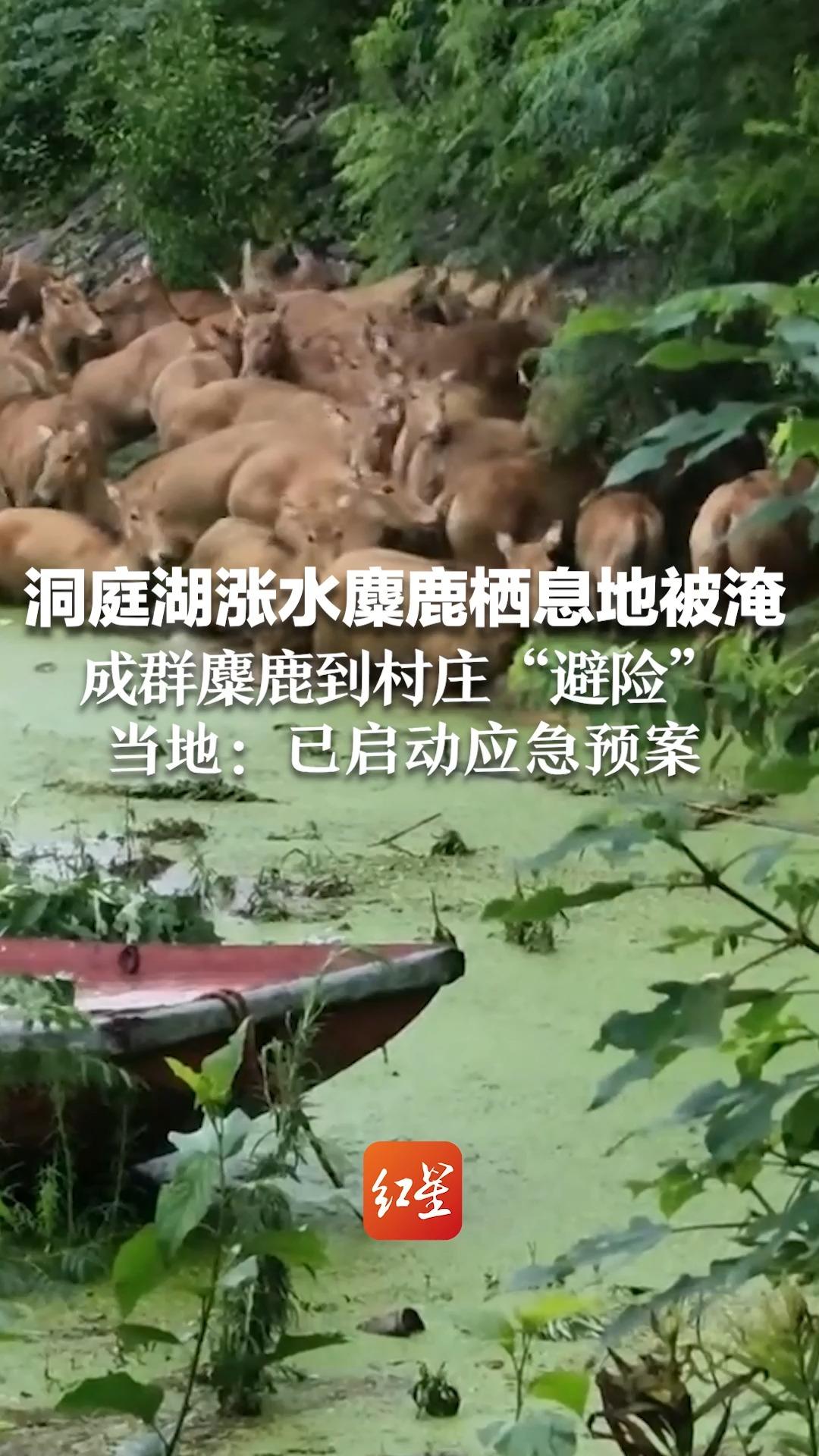 洞庭湖涨水麋鹿栖息地被淹，成群麋鹿到村庄“避险”，当地：已启动应急预案