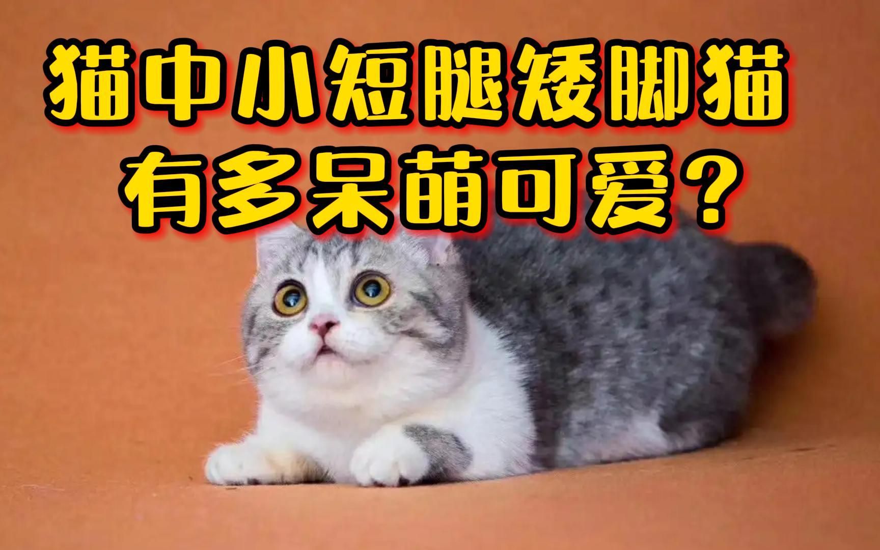 猫中柯基矮脚猫,小短腿让人难以抵抗!