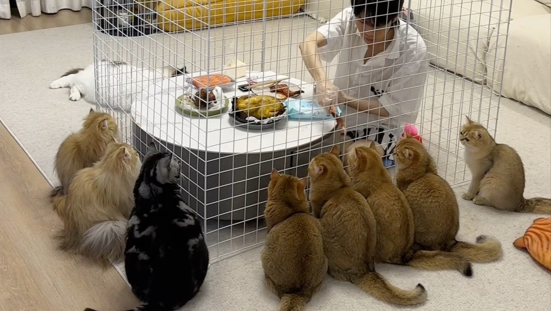 猫咪：你怎么好这口？？？？