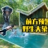 【原始建造】丛林小哥徒手挖9平米大泳池|遇野生大象跳水保命