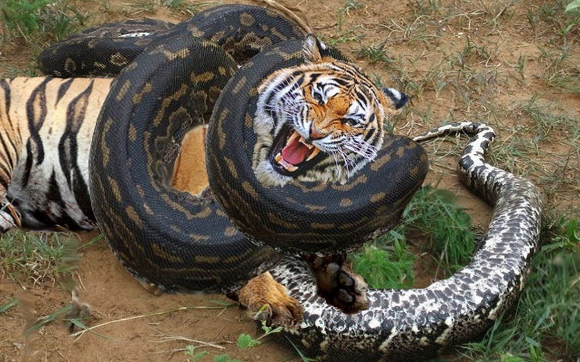 老虎偷袭巨型蟒蛇，最后被蟒蛇活活缠住