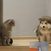 淘气的小狗难免会遭到小猫的毒打