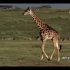 【动物世界】长颈鹿 生命的成长