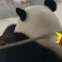 近日，江苏南京。大熊猫“暖暖”下班时间吃笋，被饲养员用竹竿拍打催促。官方：涉事饲养员立即停止工作！