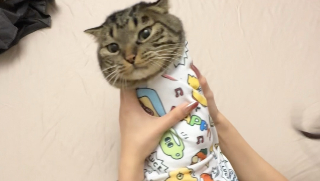 小猫咪是自愿跟我拍视频的