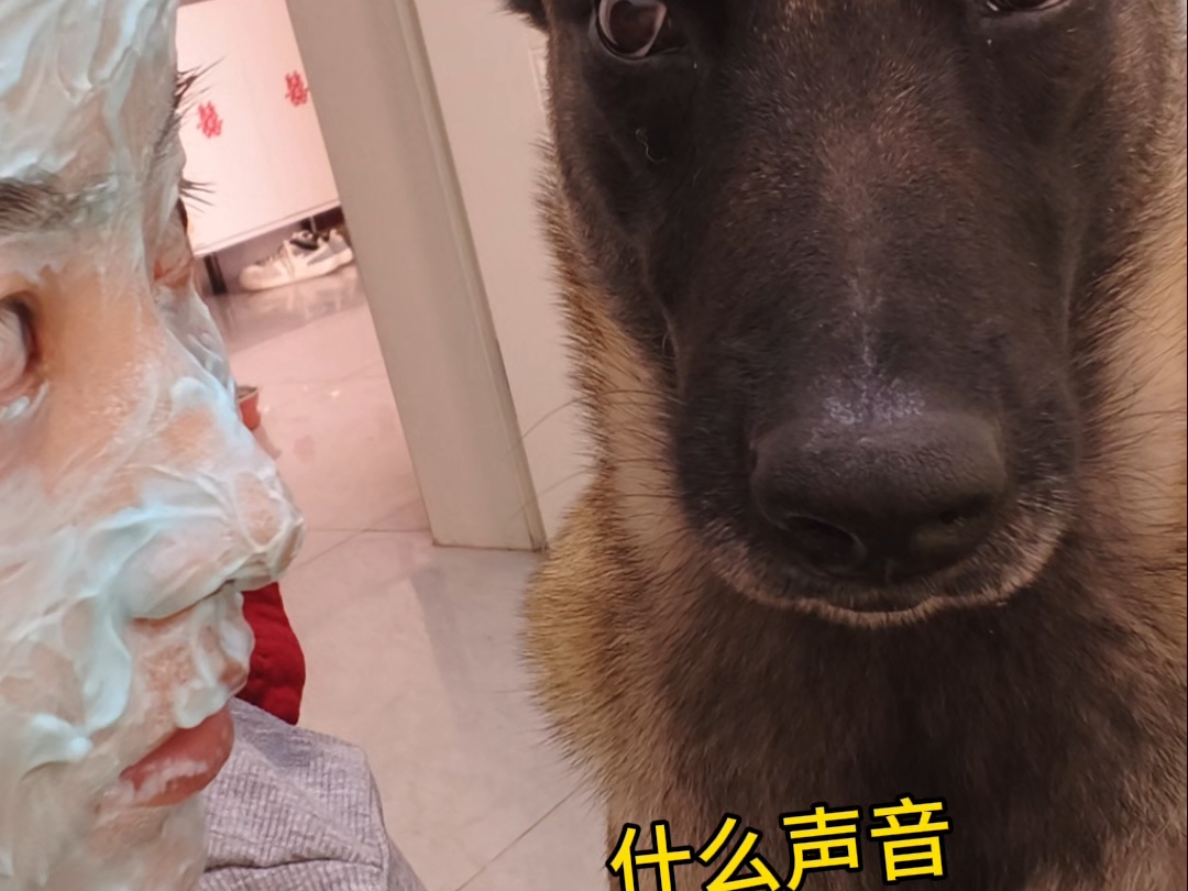 橘子：铲屎的 你在哪 家里有人冒充你 好可怕