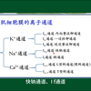 #心肌细胞膜的离子通道#心脏的电活动#人体生理学#医学科普#每天学习一点点