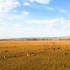 微视频丨秋到草原牛羊肥