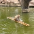 红山动物园的猴子会划船
