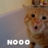 橘猫抗拒洗澡，全程说“NO”，一旁的主人笑到岔气