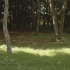 【空镜头】树木数量阳光微风 视频素材分享