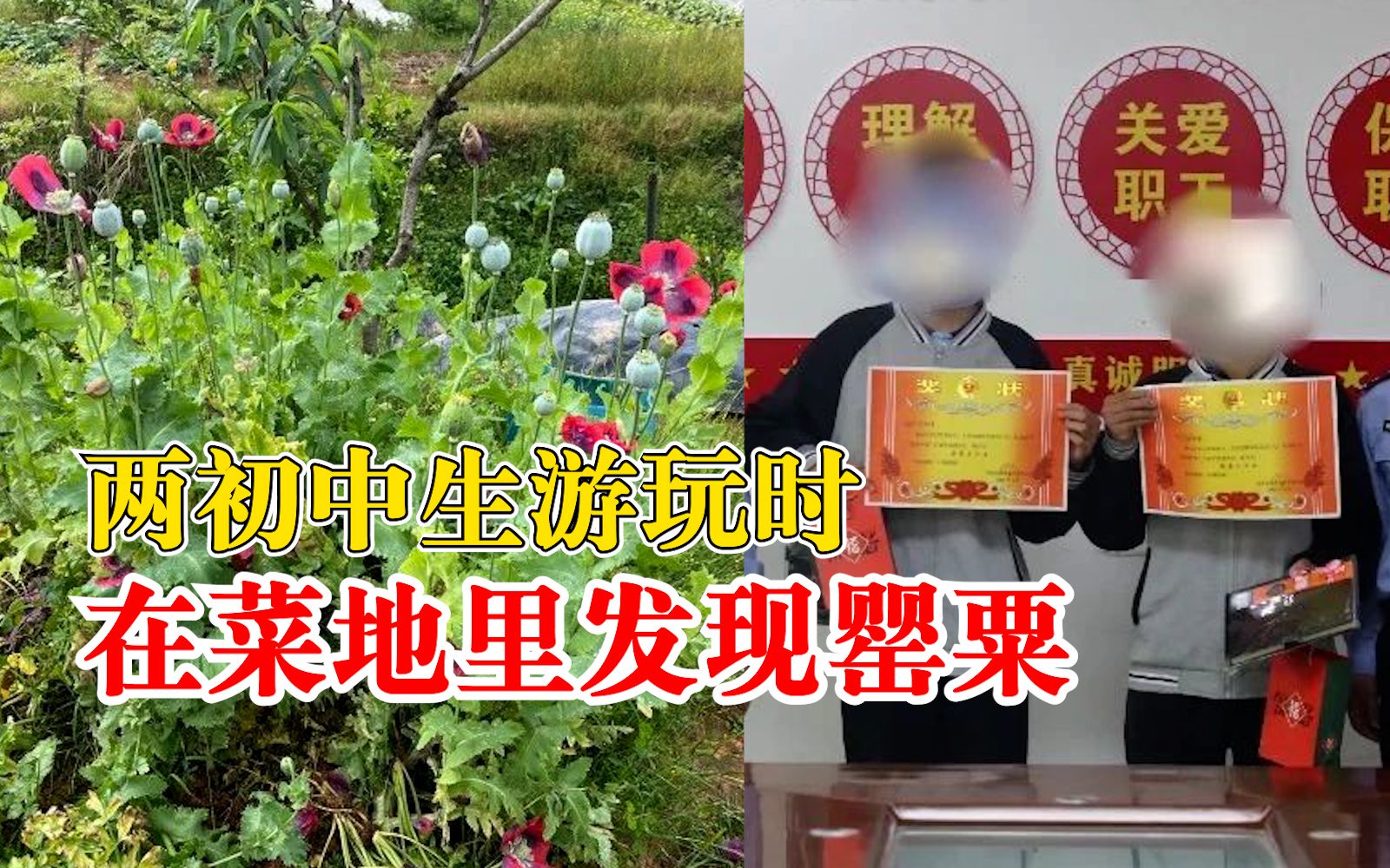 两初中生游玩在菜地里发现罂粟，报警后收到“禁毒小卫士”奖状