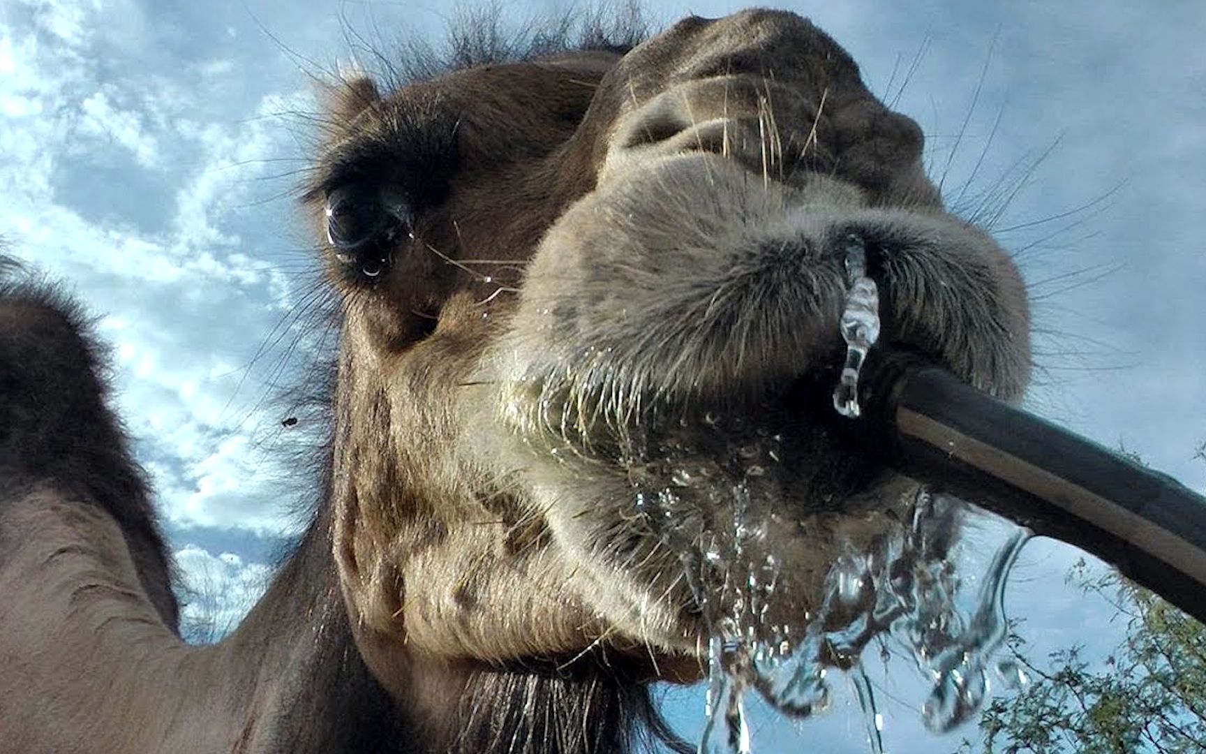 骆驼几周没喝水了，刚看见水一口气就喝了120公斤，场面壮观！