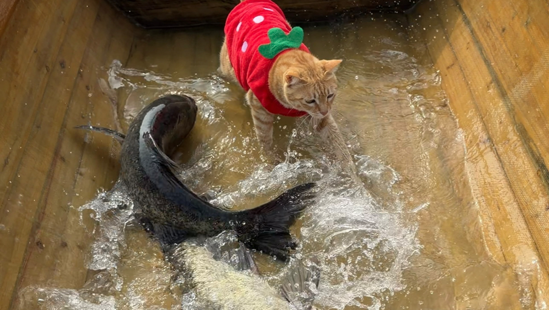 海边原住民打鱼猫