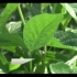 大豆种植技术 大豆种植一点通 如何栽培大豆教程