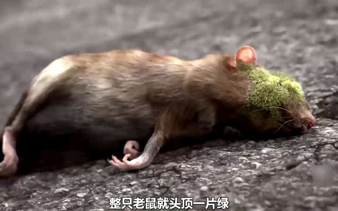 老鼠贪吃了一口发霉的果子，最终却给地球带来了灾难