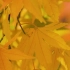 秋天树叶视频素材