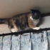 在窗帘杆上走到尽头猫猫会怎么做呢？