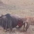 斑鬣狗给角马体验肾化危机，想站都站不起来2022.9.30