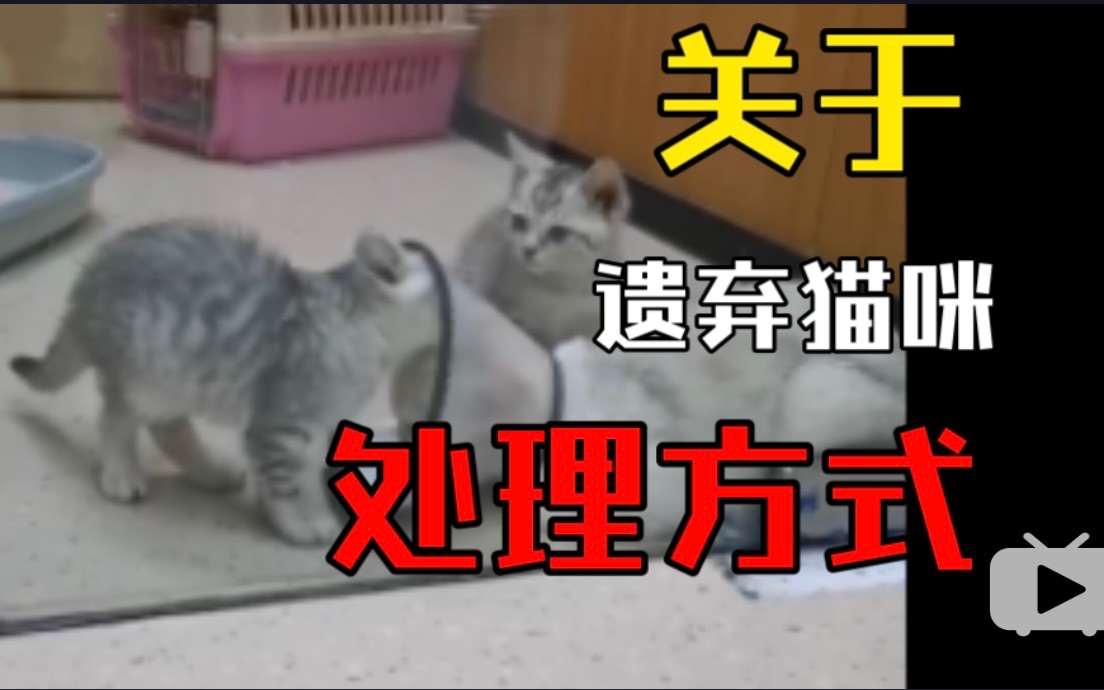 猫德学院已经不堪重负,关于被遗弃猫咪的声明哔哩哔哩bilibili