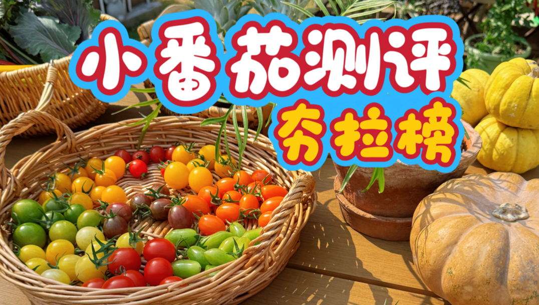 小番茄测评，谁是番茄届的尖子生