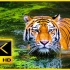 8K终极野生动物视频
