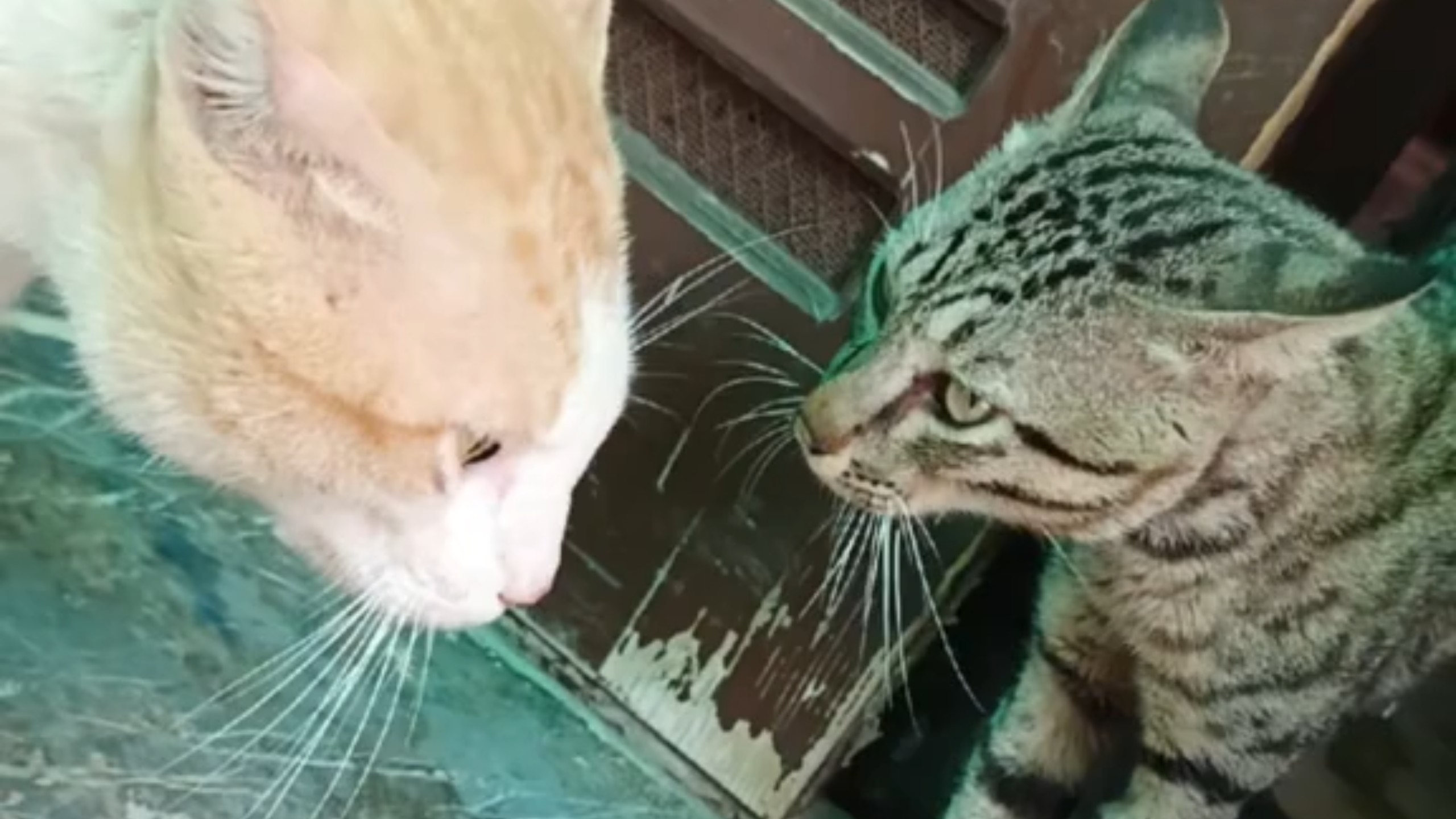 猫儿依依惜别，看哭十亿哈基米