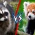 小熊猫VS小浣熊，到底谁将胜出