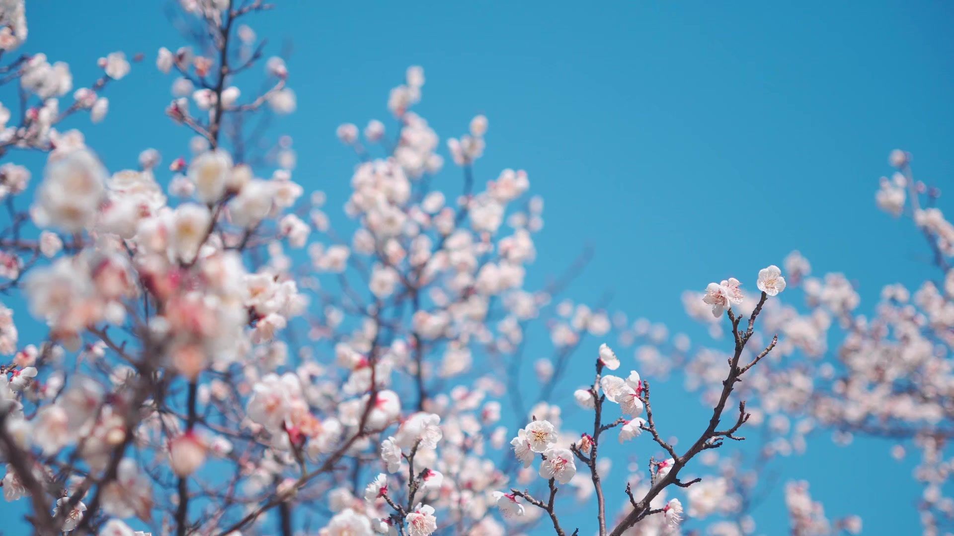 【空镜素材】杏子和杏花