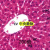 小鼠病理HE染色