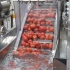 西红柿从采摘到制成 番茄酱