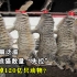 美国野猫泛滥，中国流浪猫数量“失控”，一年吃掉120亿只动物？