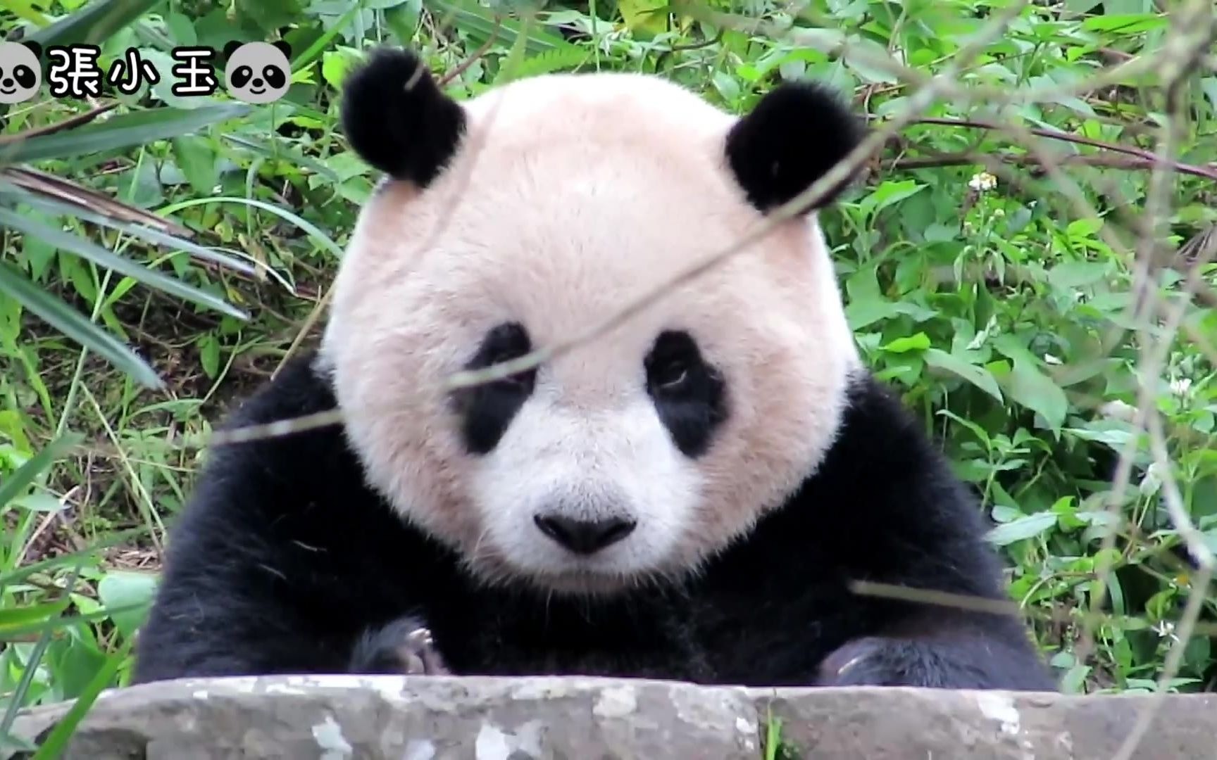 台湾大熊猫圆仔打瞌睡